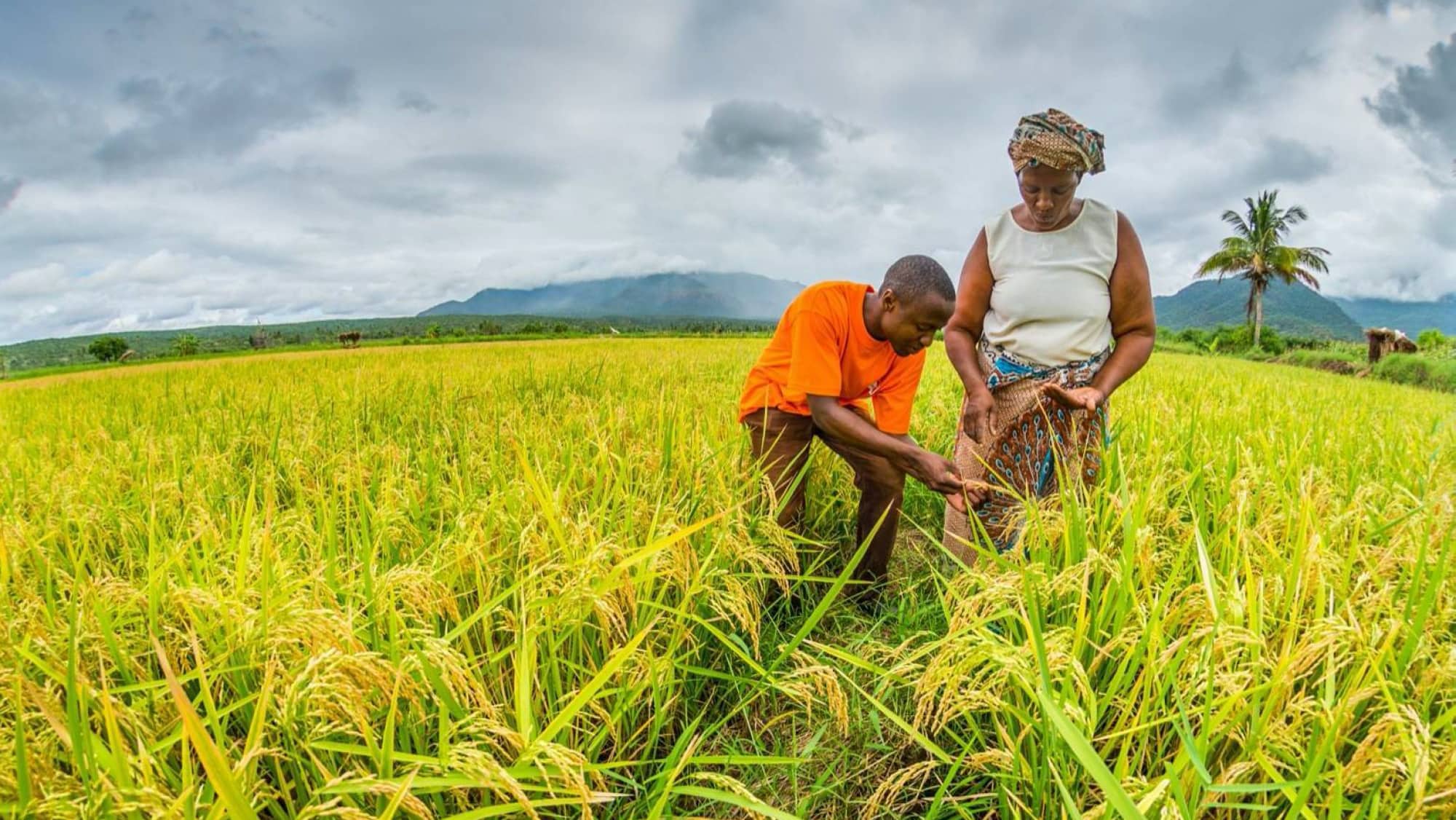farming-rice